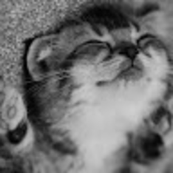 Meet your Posher, Bonnie - Picture 1 of 1